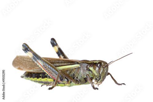 Isolated on white grasshopper