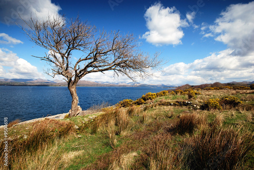 The lonely tree on peninsula Beara photo