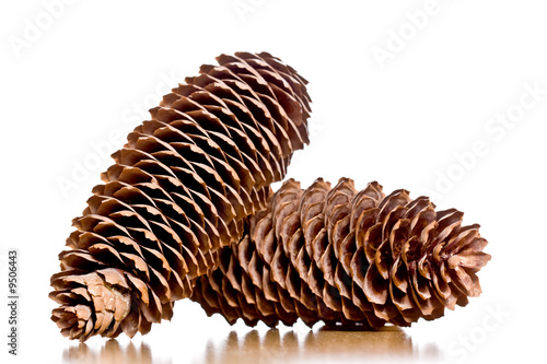 couple of pine cones isolated on white photo