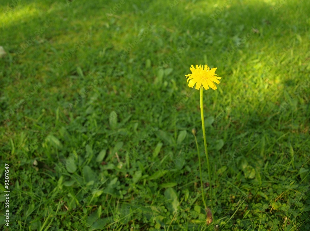 Yellow flower standing on a grassy lawn. Yellow flower standing on a grassy lawn.