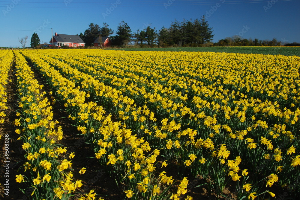 The daffodils
