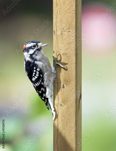 Downy Woodpecker on a deck rail