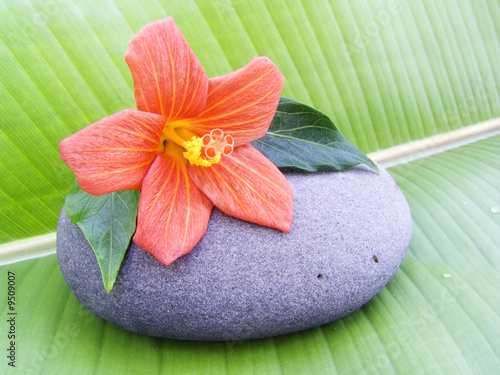 Photography fleur hibiscus nain esprit zen