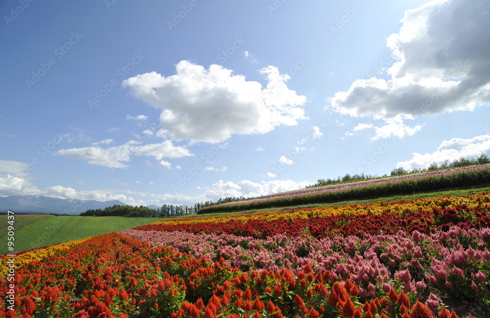 美瑛 四季彩の丘