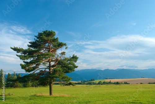 Summer day with pine tree in foreground