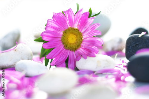 Beautiful pink flower with stones on white