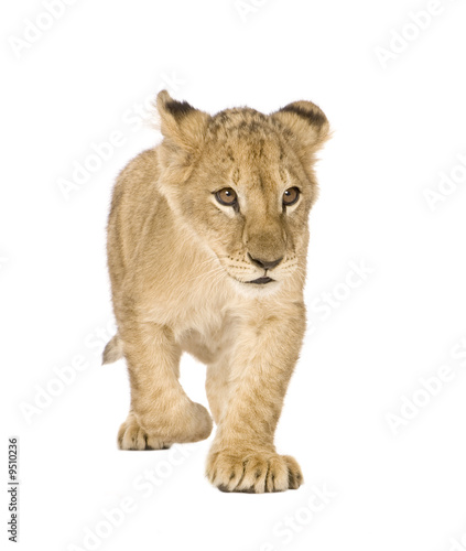 Lion Cub (4 months) in front of a white background