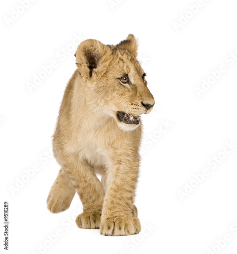 Lion Cub  4 months  in front of a white background