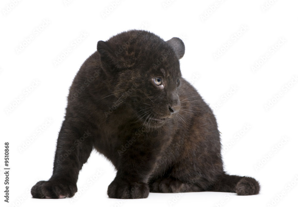 Obraz premium Jaguar cub (2 months) in front of a white background
