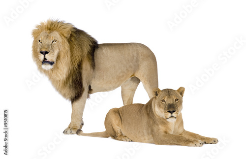 Fototapeta Naklejka Na Ścianę i Meble -  Lioness (8 years) in front of a white background