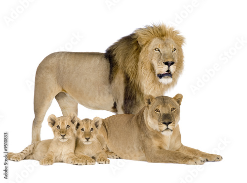 Lioness (8 years) - Panthera leo in front of a white background