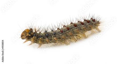 Gypsy moth caterpillar in front of a white background.