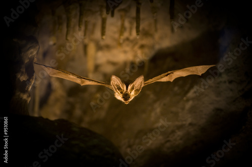 Obraz na płótnie Fledermaus im Flug