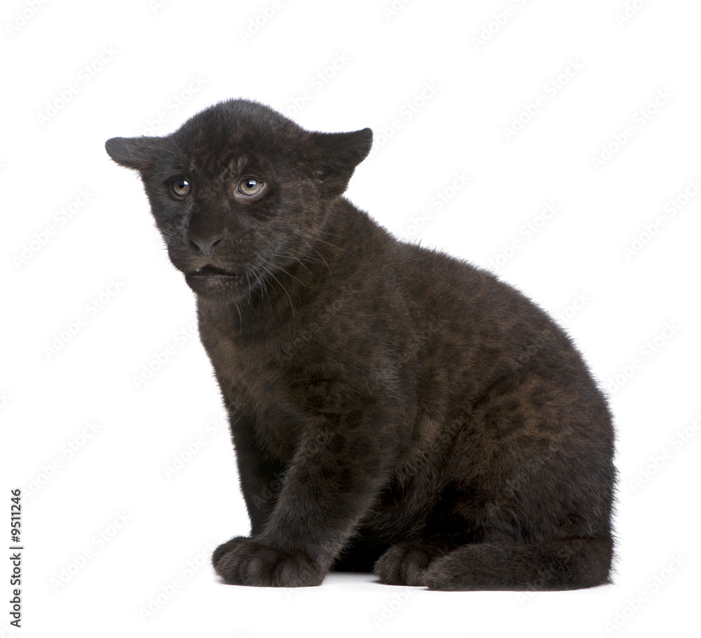 Jaguar cub (2 months) in front of a white background Jaguar cub (2 months) in front of a white background