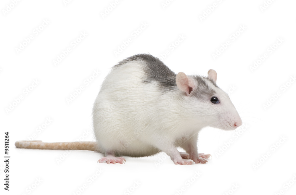 Rat in front of a white background Rat in front of a white background