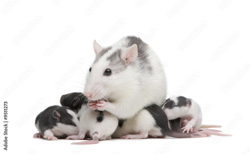 Rat in front of a white background Rat in front of a white background
