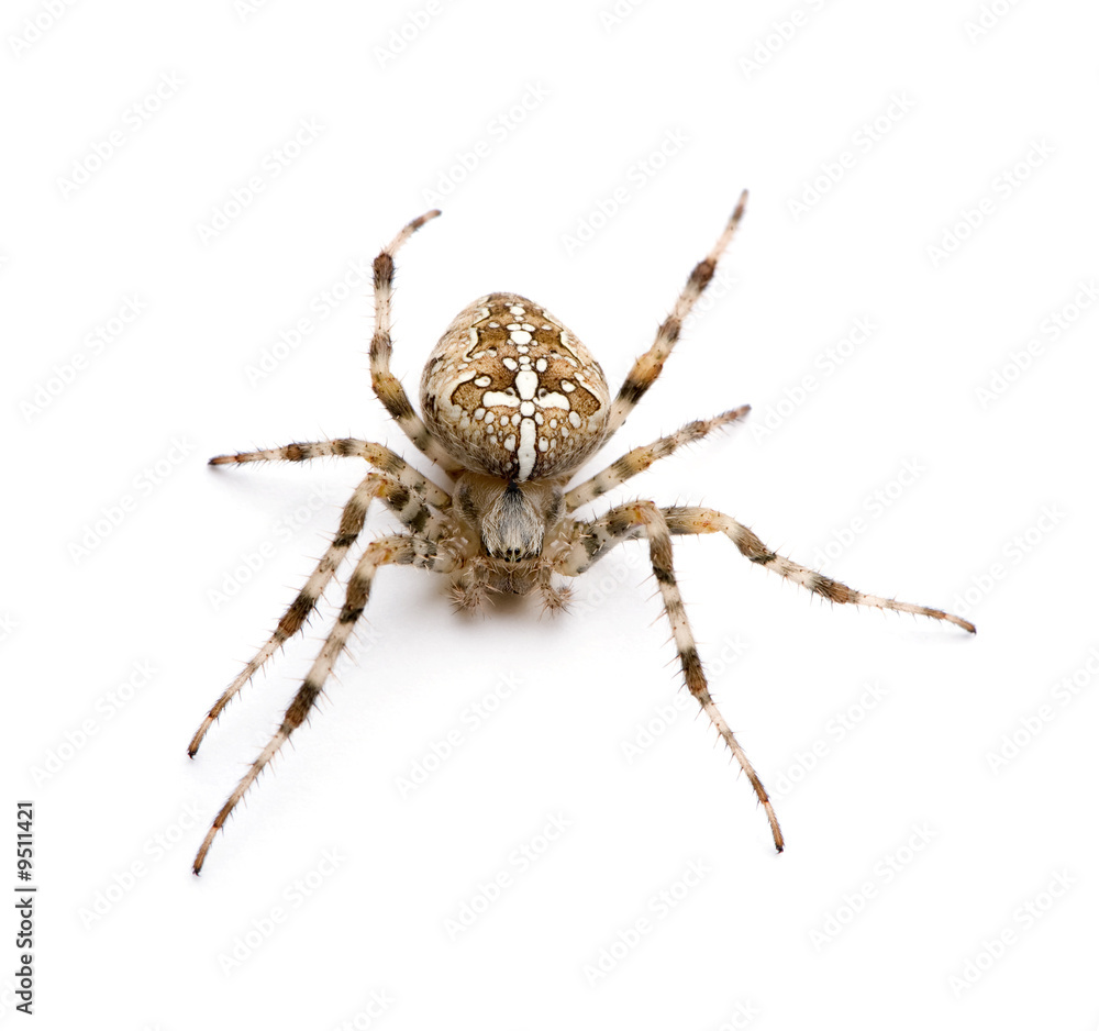diadem spider - Araneus diadematus diadem spider - Araneus diadematus