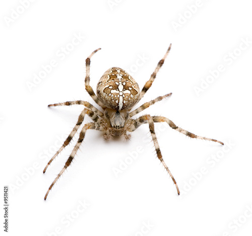diadem spider - Araneus diadematus