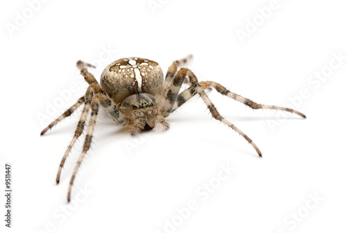 diadem spider - Araneus diadematus