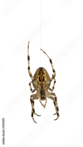 diadem spider in front of a white background