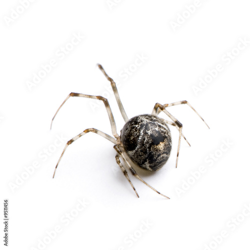 Common house spider in front of a white background photo