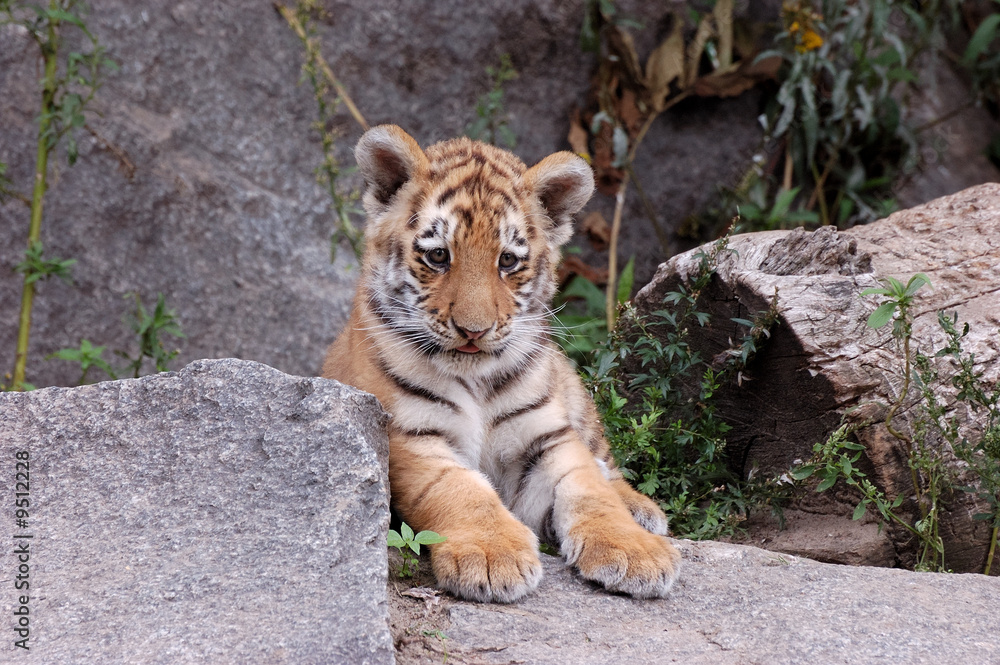 Fototapeta premium Tigerbaby