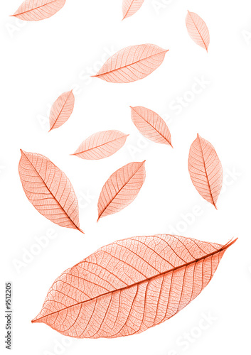 Falling tinted leaves on white © Pefkos