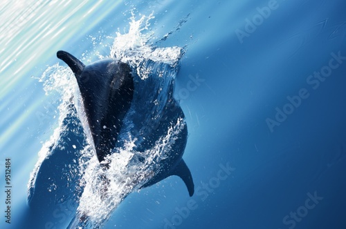 Dolphin Diving