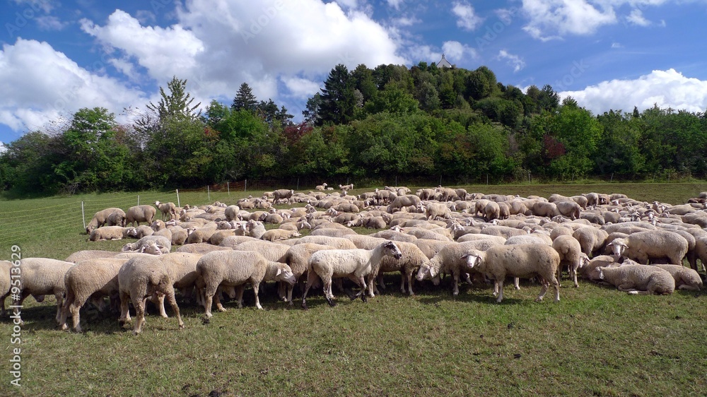Sheep on a south western german meadow in late summer