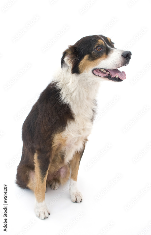 Australian Shepherd Isolated