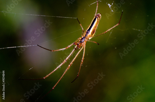 Wallpaper Mural spider Torontodigital.ca