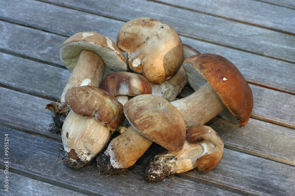cueillette de champignons cueillette de champignons