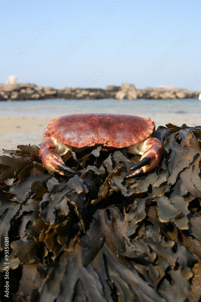crab, crabe, crabes, pinces, tourteau, tourteaux crab, crabe, crabes, pinces, tourteau, tourteaux