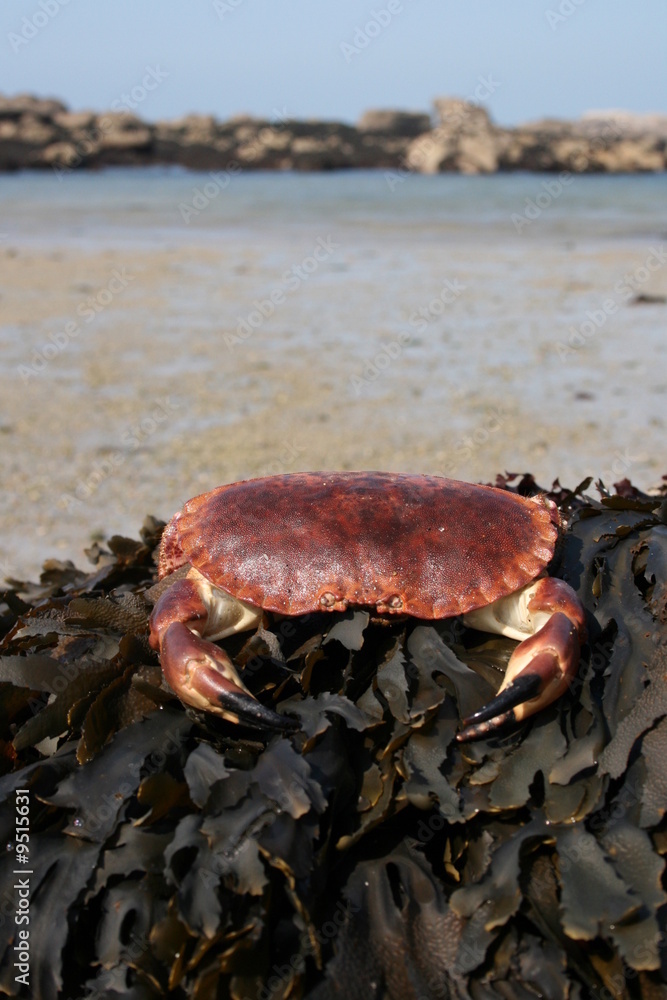 crabe, crabes, pinces, tourteau ,fruit,fruits,mer crabe, crabes, pinces, tourteau ,fruit,fruits,mer
