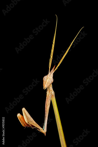 Cone-headed mantid (Idolomorpha dentifrons), southern Africa photo