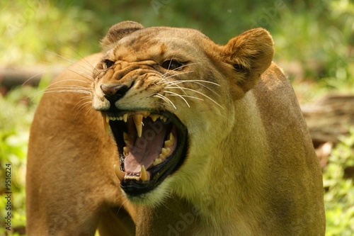 Lionne, Panthera leo photo
