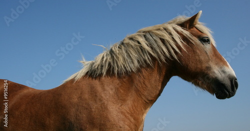 cheval,chevaux,blond,crinière, © DjiggiBodgi.com