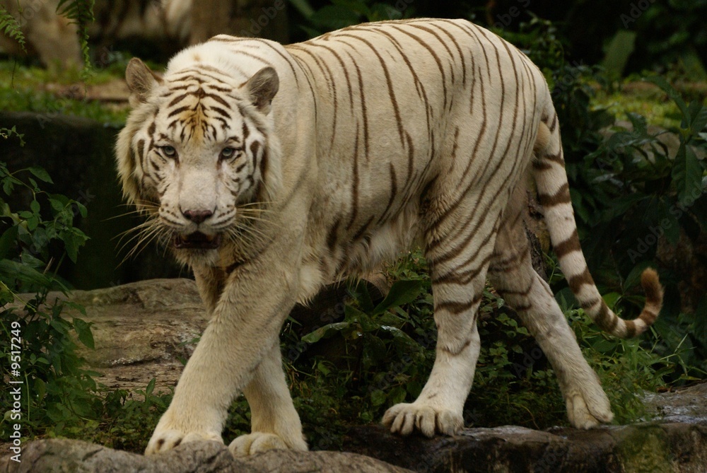Tigre blanc, Panthera tigris