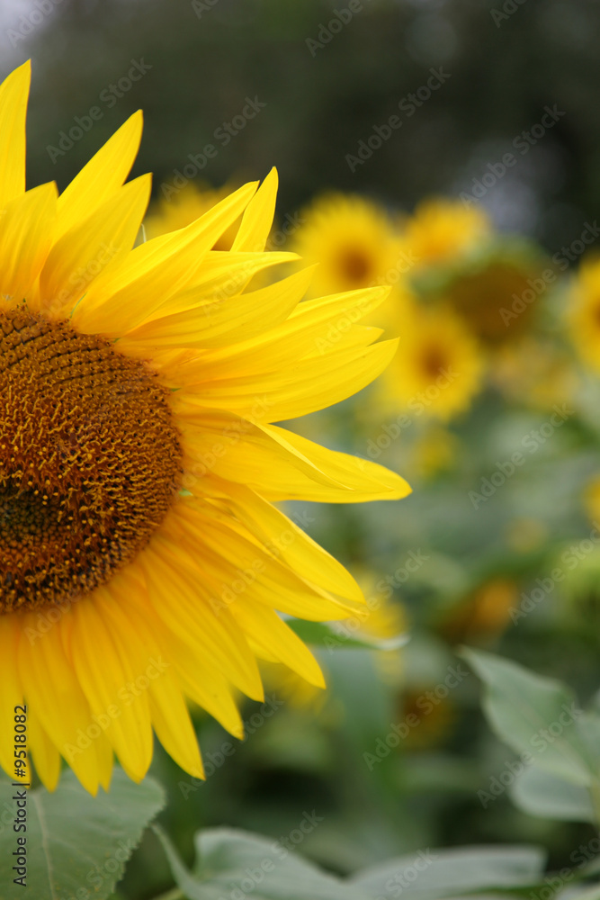 Half of sunflower with field of sunflowers in the background Half of sunflower with field of sunflowers in the background