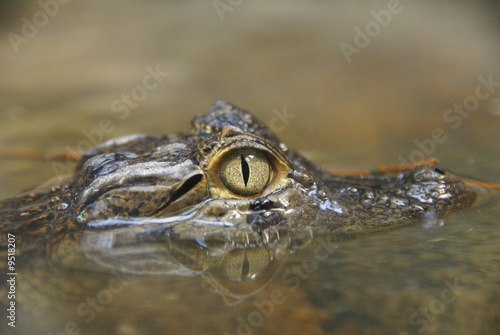 Caïman du Brésil, Caiman latirostris chacoensis