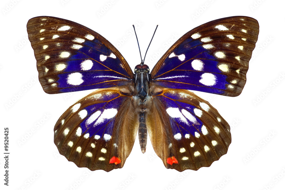 Fototapeta premium Sasakia Charonda