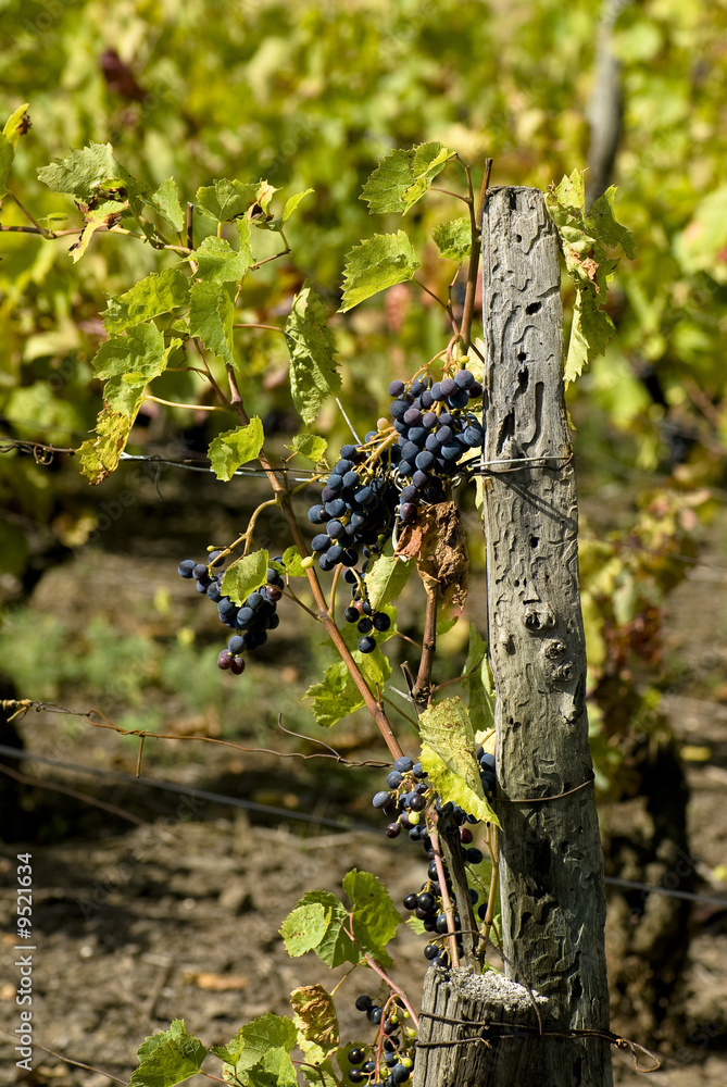 Fototapeta premium vigne 6