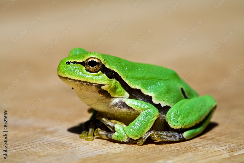 animals series: macro picture of grenn frog animals series: macro picture of grenn frog