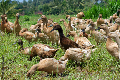 Canards balinais