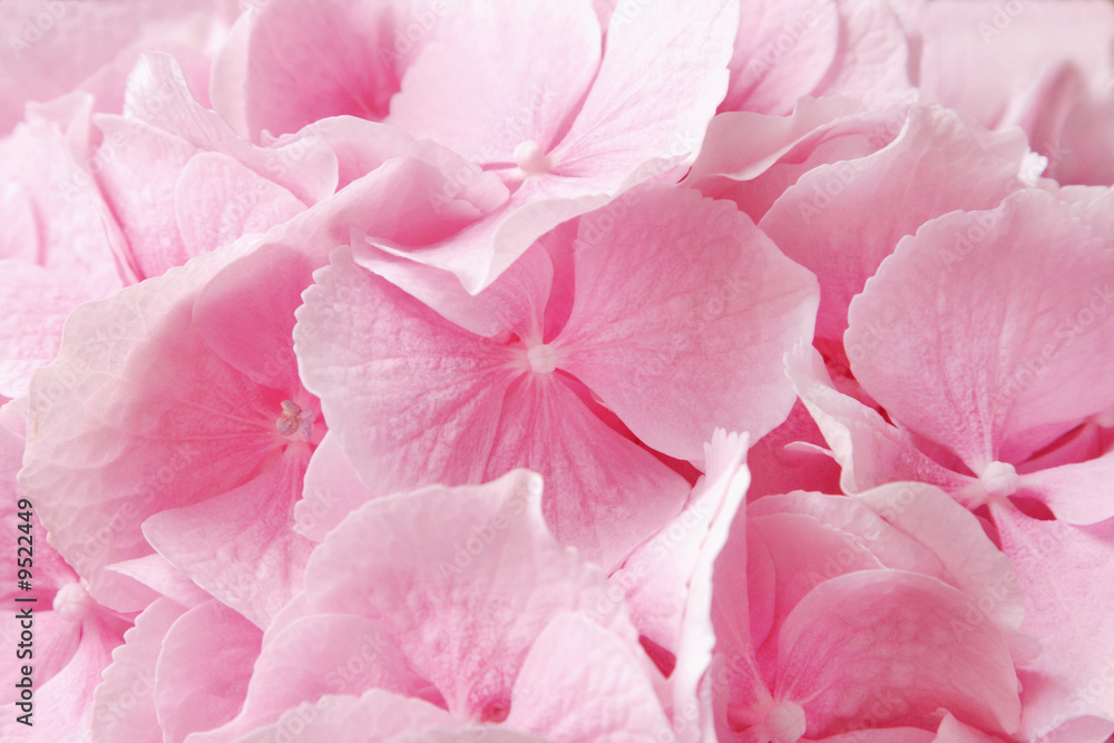 Pink hydrangea Pink hydrangea