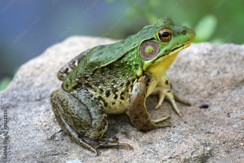 Obraz premium Duża zielona żaba rycząca siedzi na skale