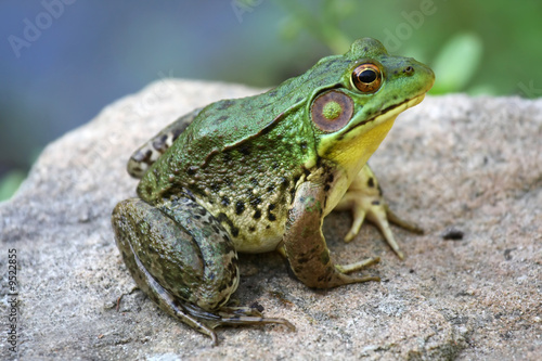 A big green bullfrog sitting on a rock