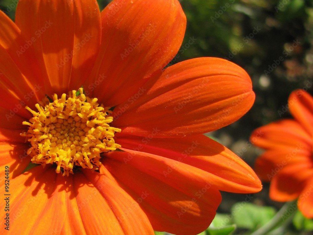 fleur fleur