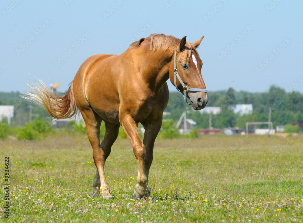 big bay horse in field big bay horse in field