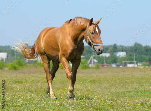 big bay horse in field